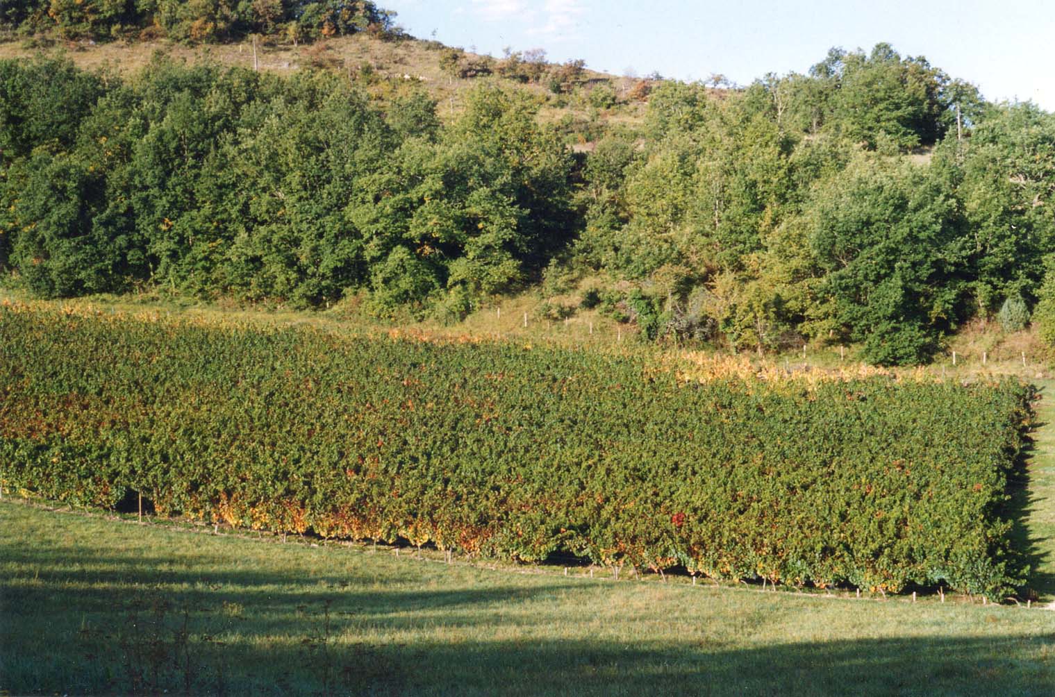Vignes malbec