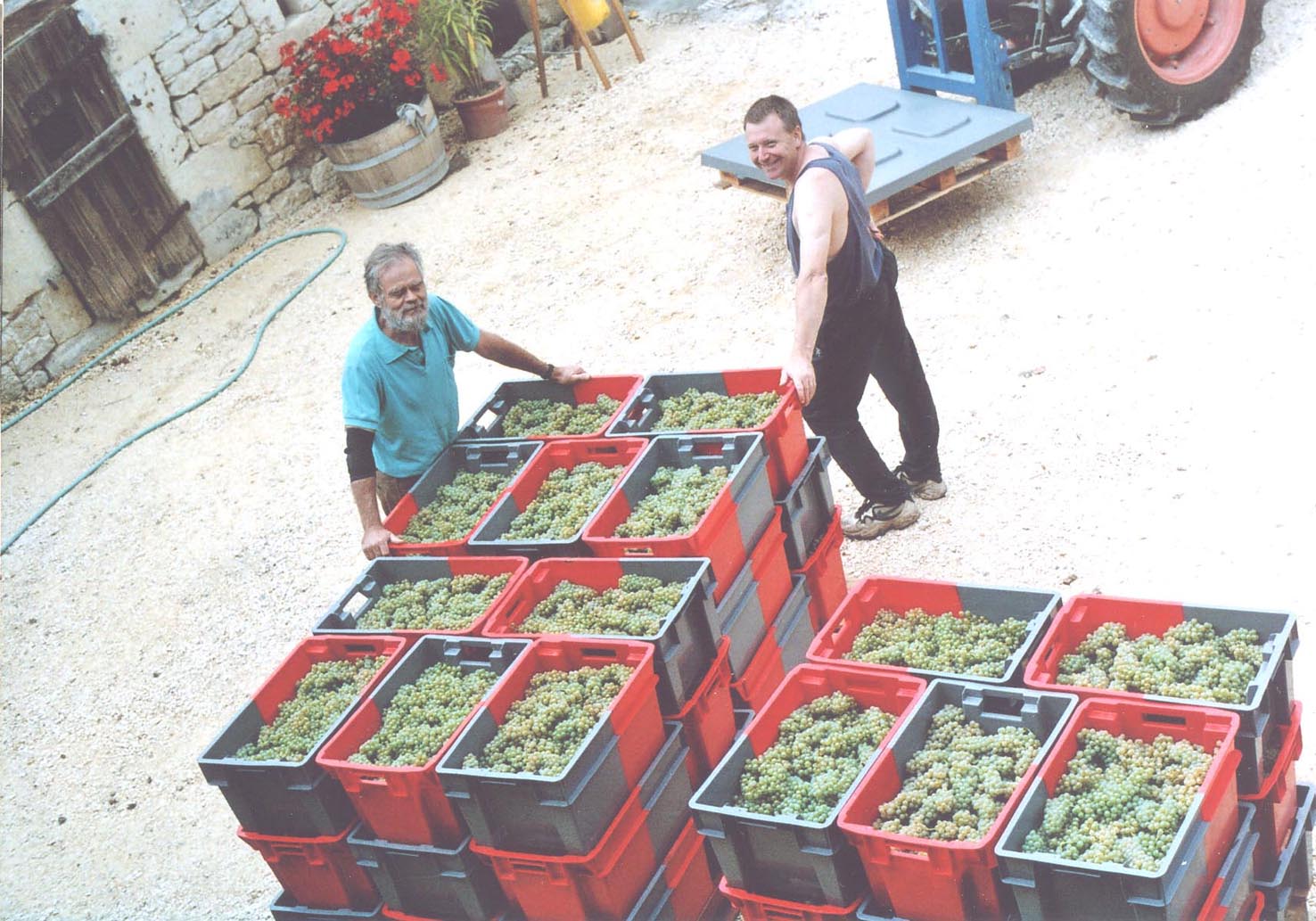 Hand-Harvested Grapes ready for processing