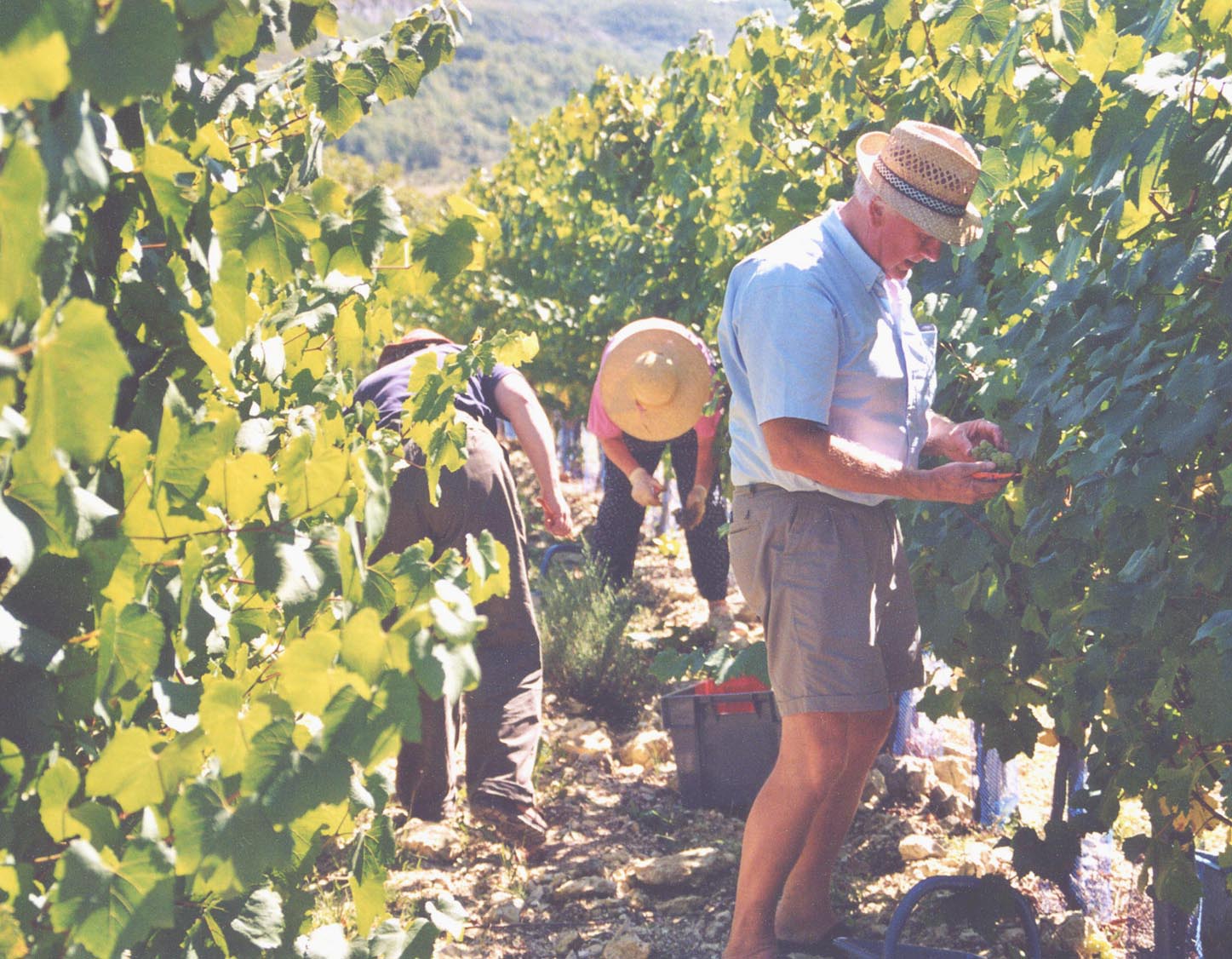 La vendange du chardonnay