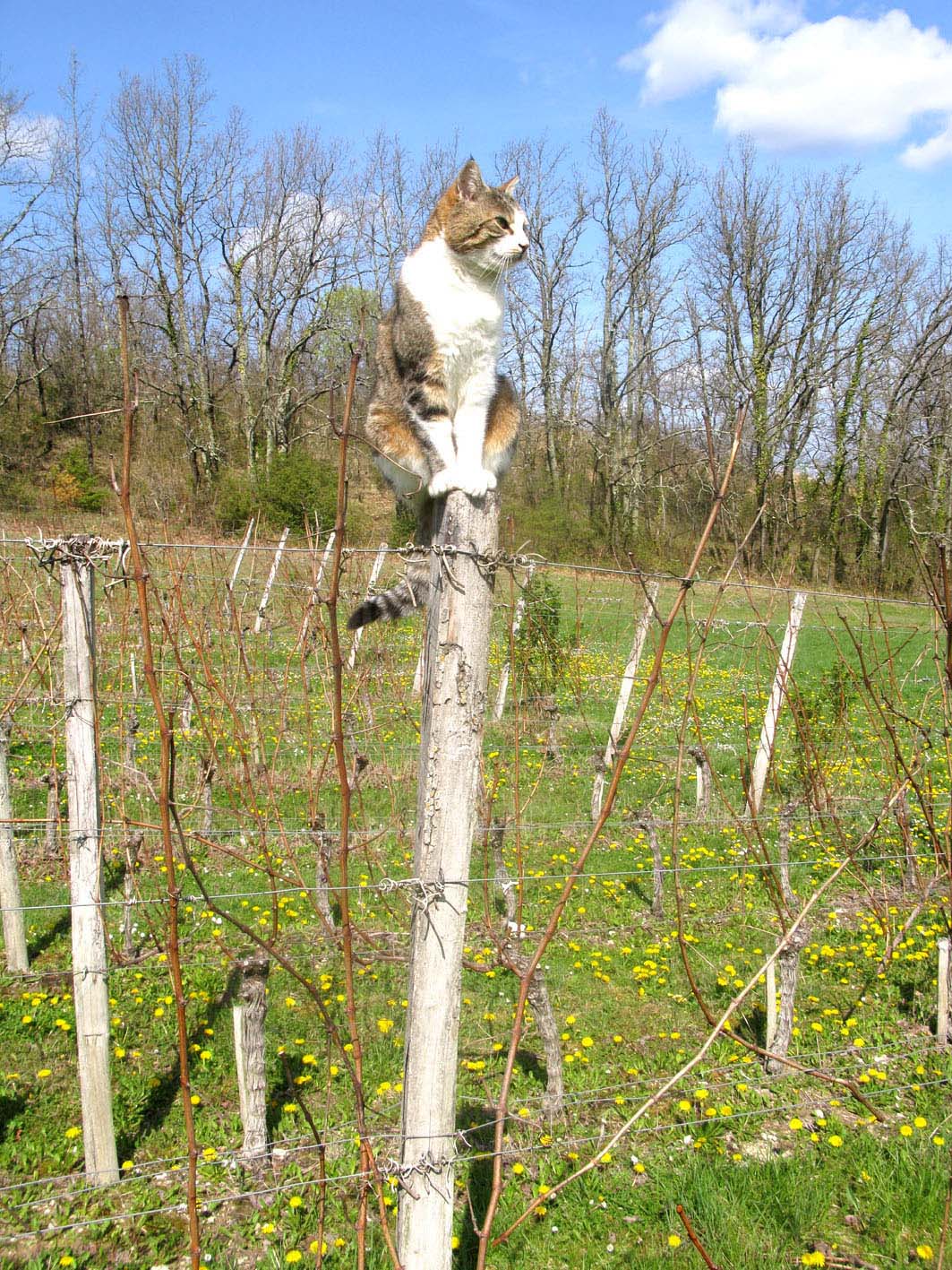 Minkie surveille le vignoble!
