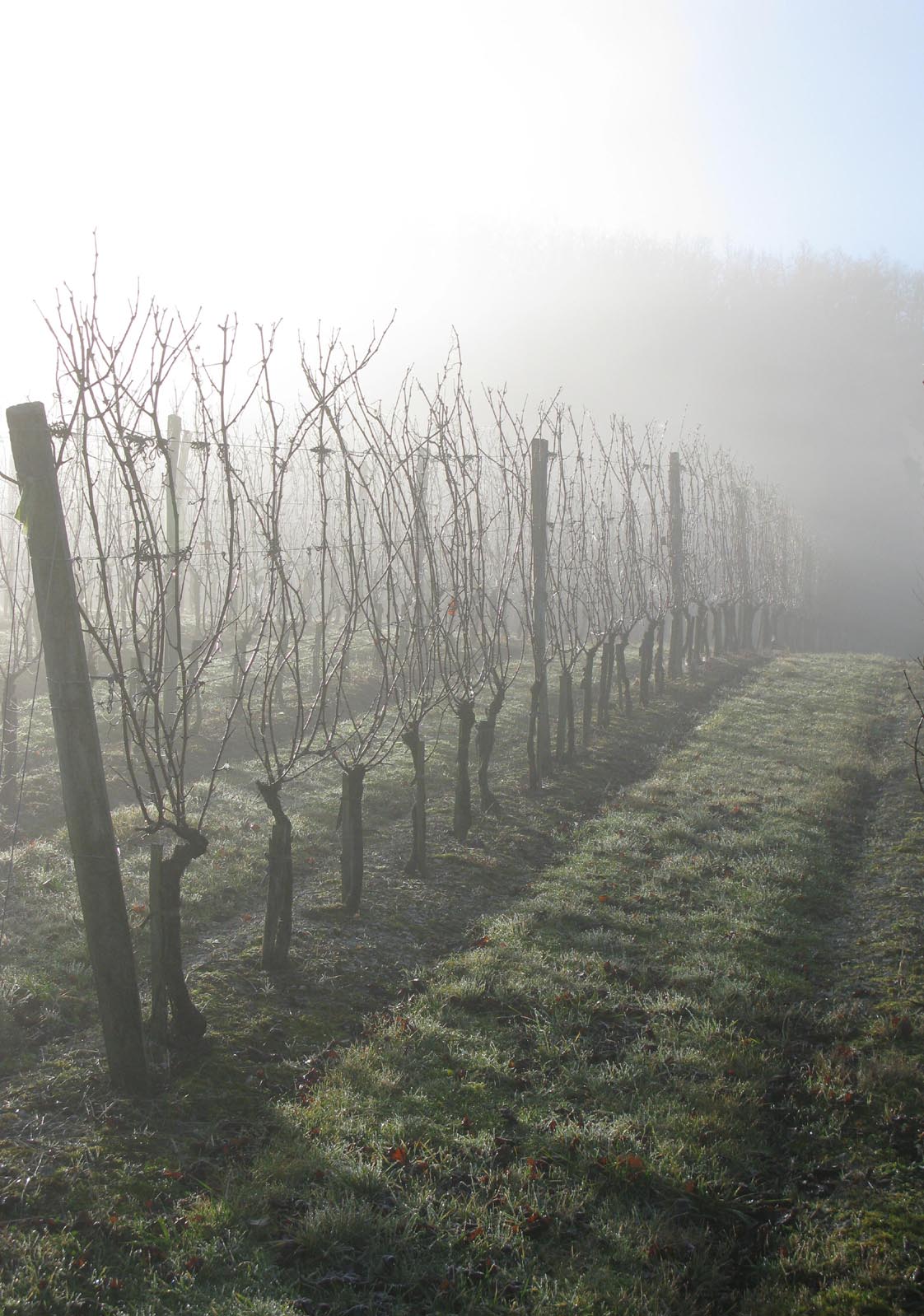 Les vignes en hiver