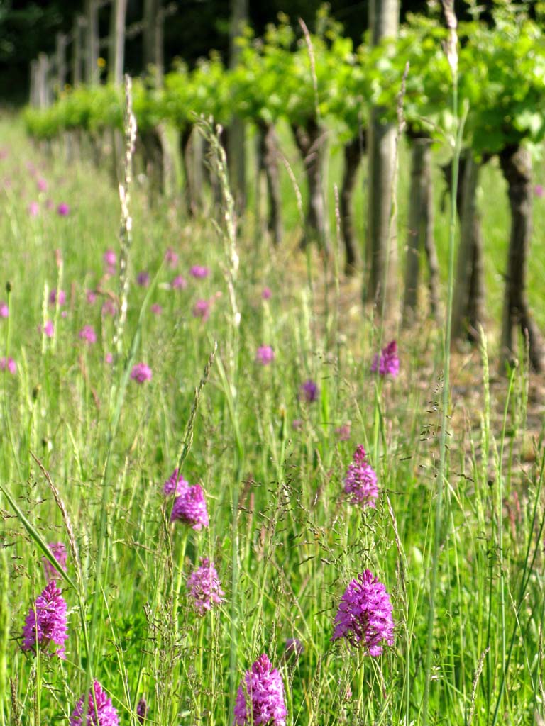 Les orchidées dans les vignes