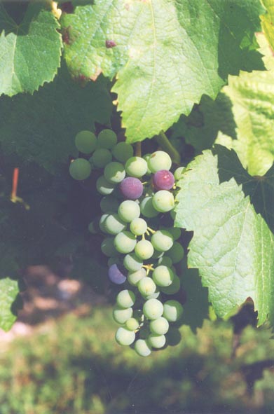 Grapes turning colour