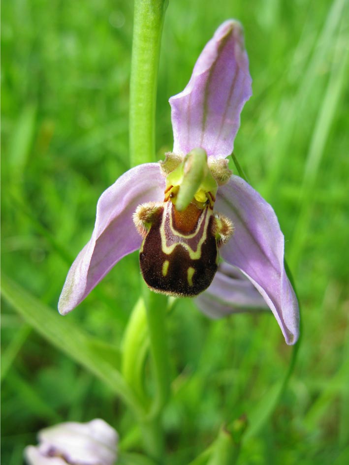 Orchidée Abeille